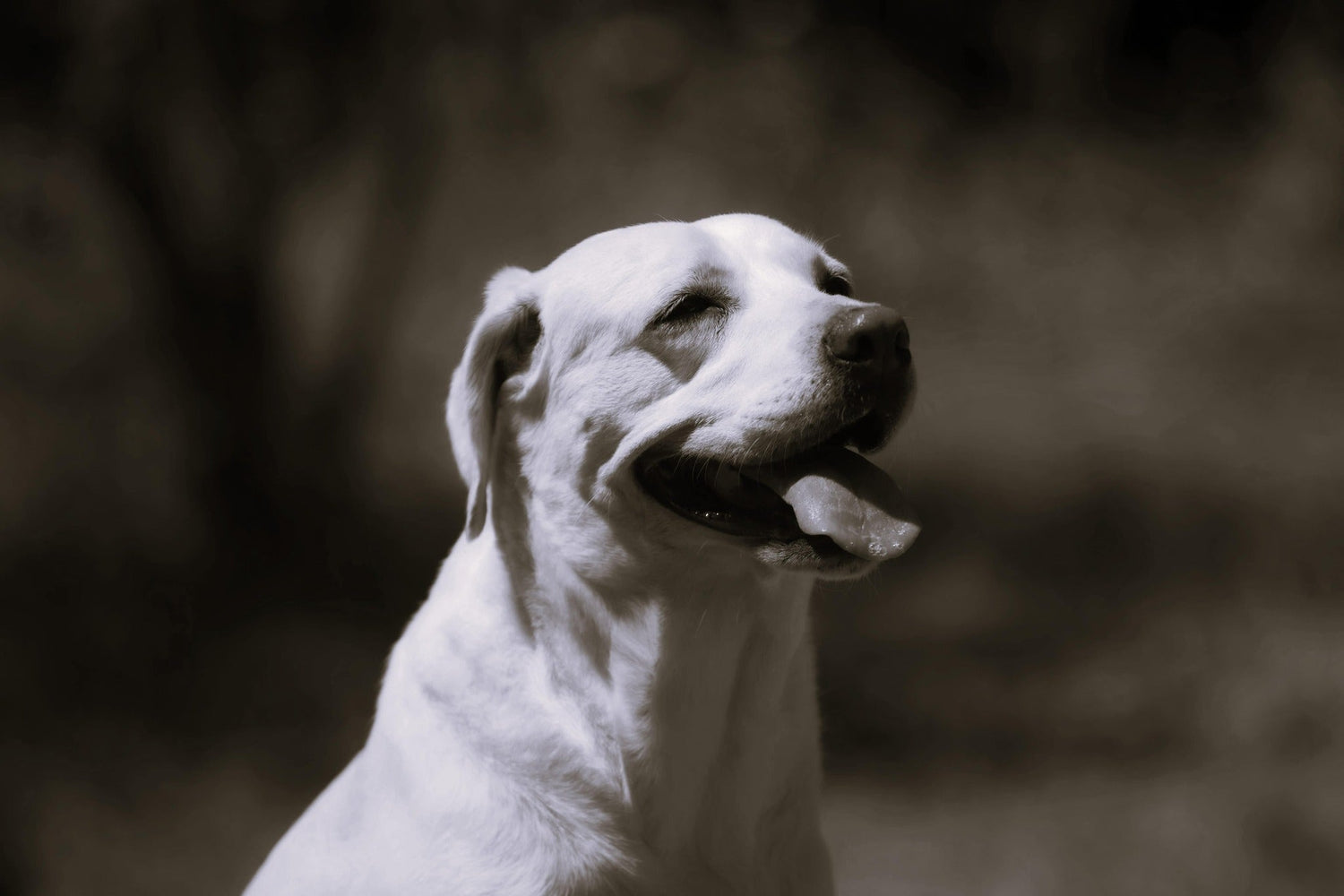 Dogs