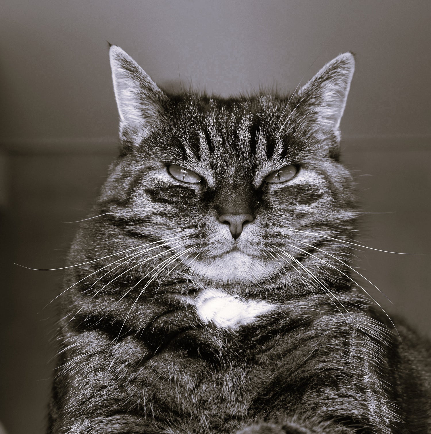 Cats