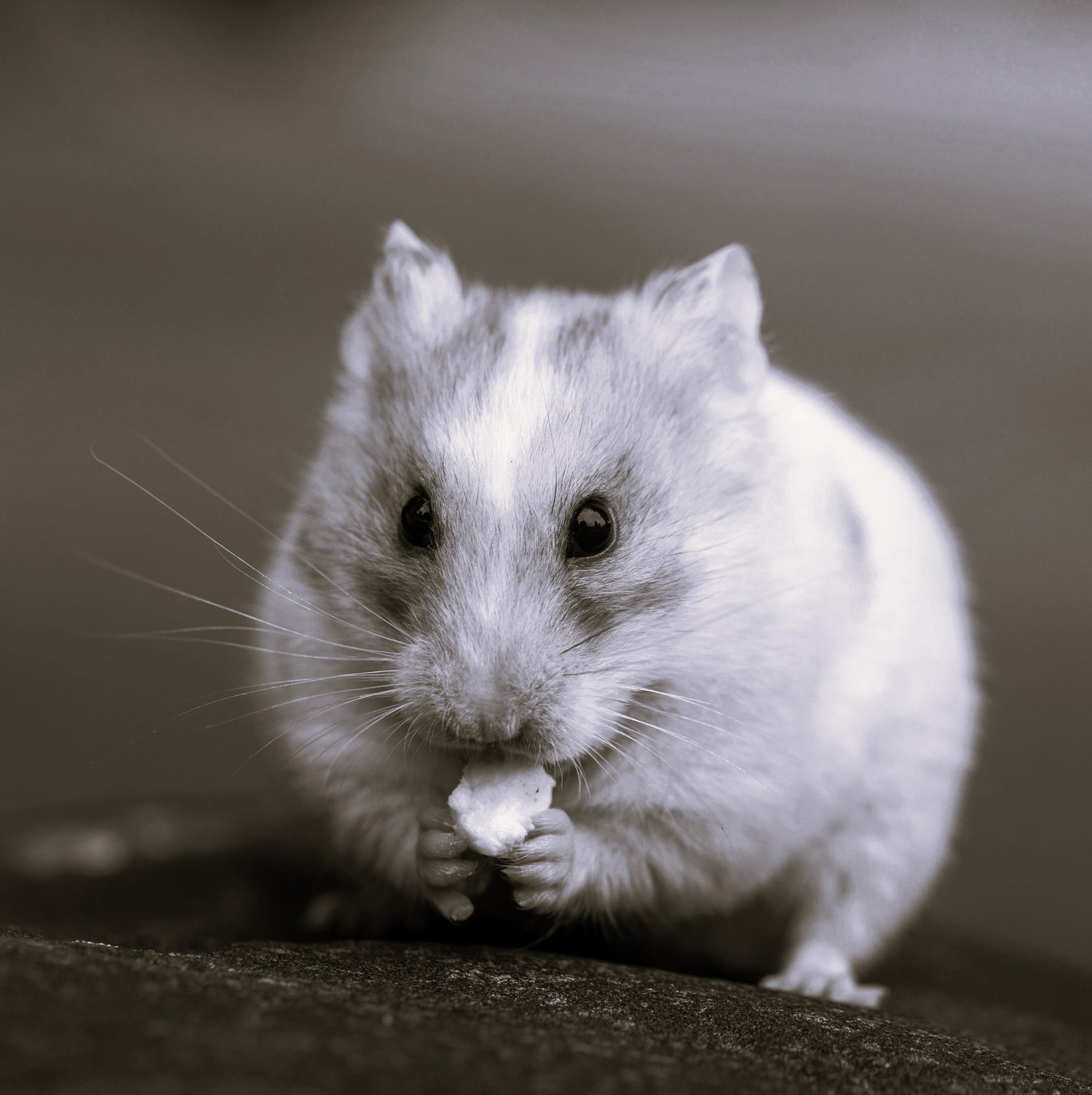 Small Pets
